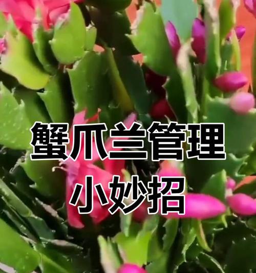 蟹爪兰怎么人工授粉才能提高结果率？需要什么特殊技巧？