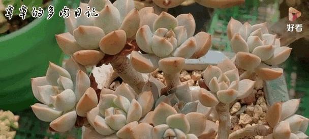 多肉植物晒伤后如何急救？怎样预防晒伤？