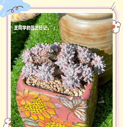 多肉植物晒伤后如何急救？怎样预防晒伤？