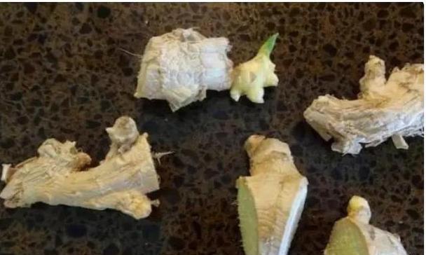 盆栽姜的最佳种植时间是什么时候？种植后如何照料？