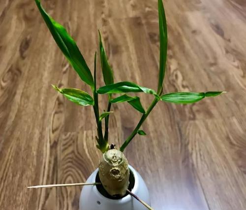 盆栽姜的最佳种植时间是什么时候？种植后如何照料？