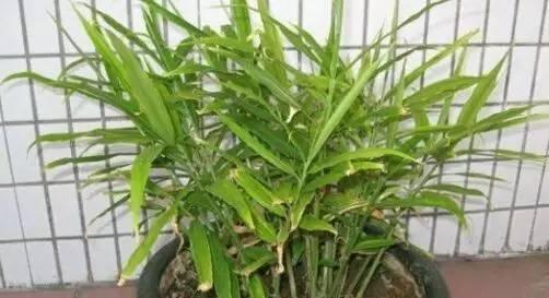 盆栽姜的最佳种植时间是什么时候？种植后如何照料？