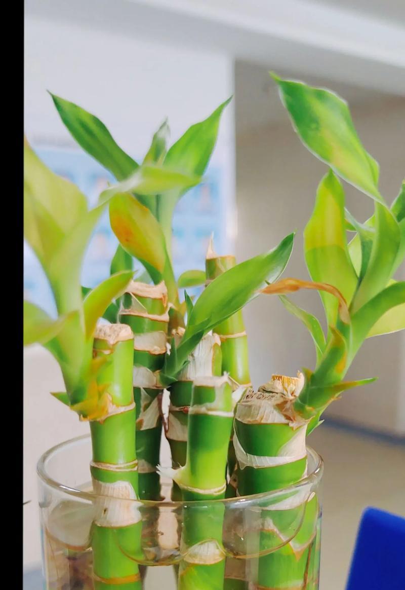 水养富贵竹生根的秘诀是什么？如何促进富贵竹快速生根？