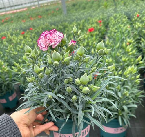 康乃馨怎么养殖方法？如何确保花开不断？