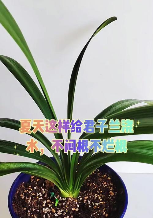 君子兰的最佳浇水时间是什么时候？如何判断其需水量？
