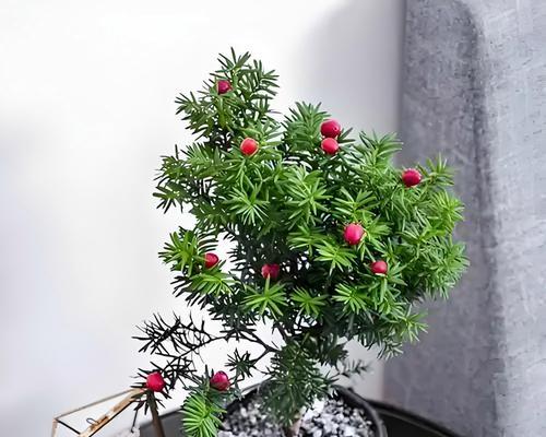 盆栽剪枝的最佳时间是什么时候？剪枝有哪些好处？