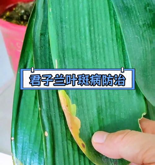 君子兰叶子干枯的原因及解决方法？如何预防君子兰叶子干枯？