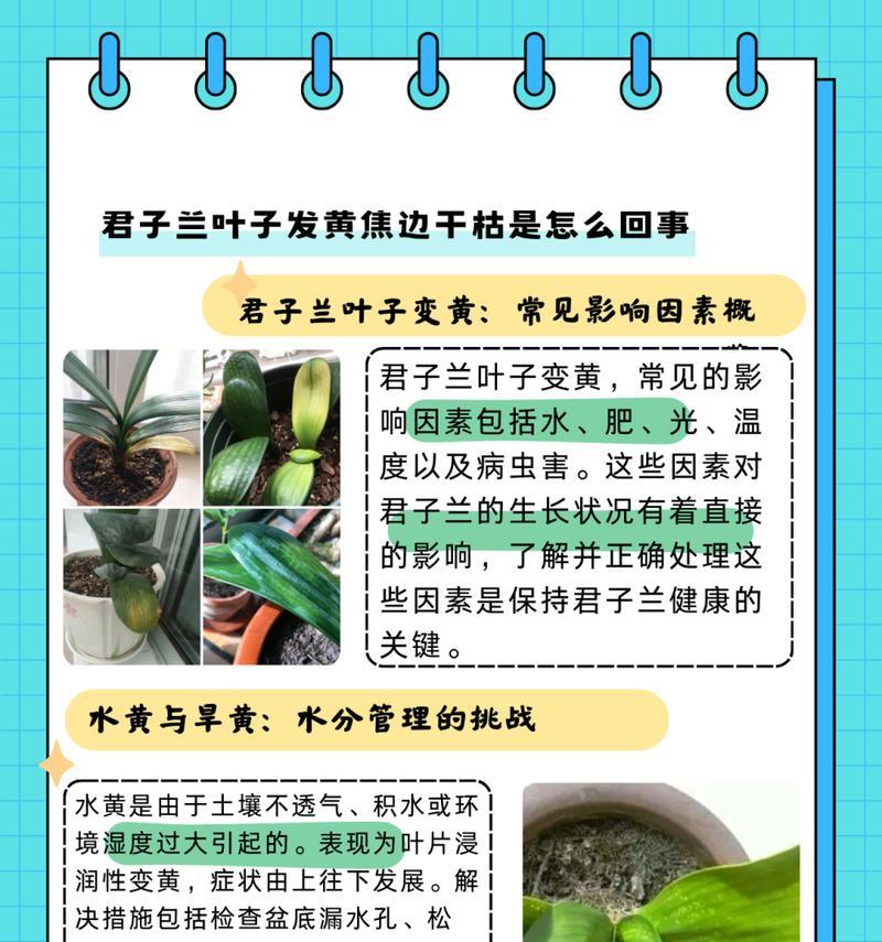 君子兰的特征和养护技巧有哪些？