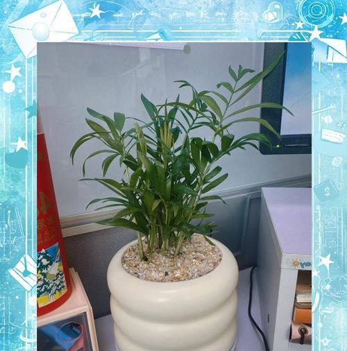 袖珍椰子修剪技巧有哪些？如何修剪袖珍椰子？