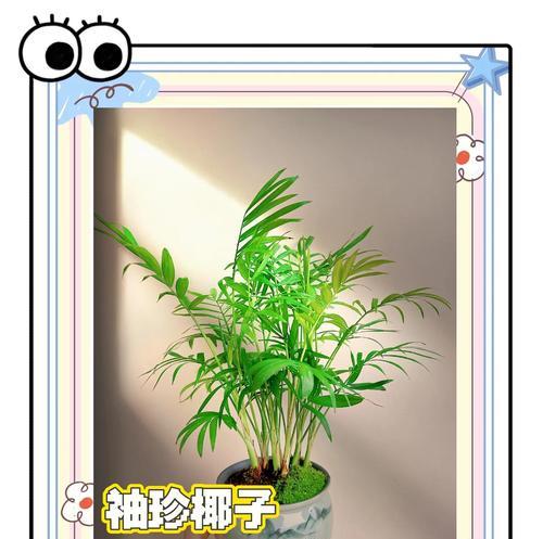 袖珍椰子修剪技巧有哪些？如何修剪袖珍椰子？