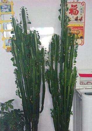 龙骨花扦插的正确方法是什么？怎样提高成活率？