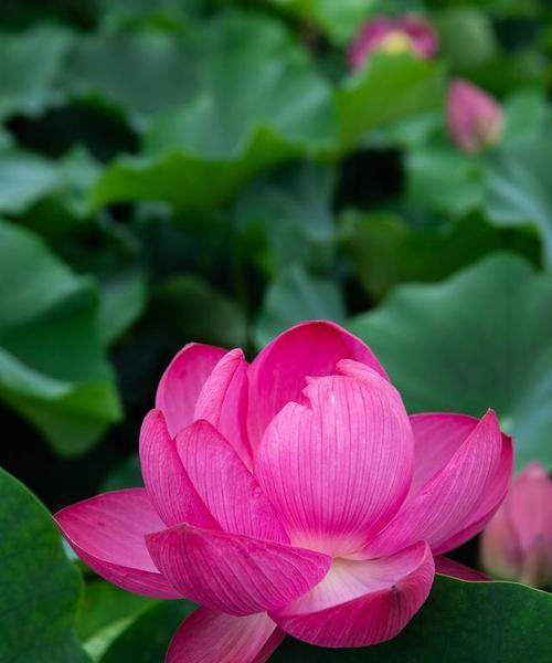 什么花是夏天开的？夏天有哪些花卉盛开？