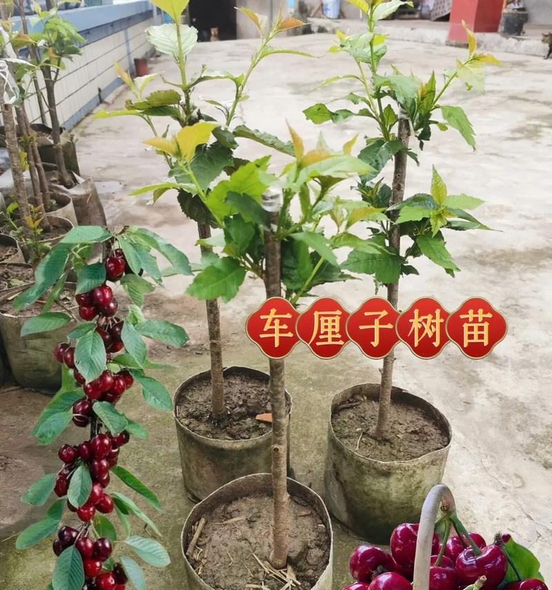 车厘子矮化盆栽未成熟果子怎么处理？矮化盆栽的果子管理方法是什么？