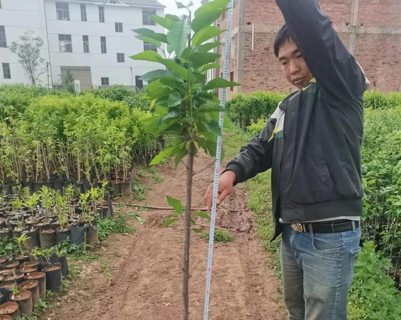 车厘子矮化盆栽未成熟果子怎么处理？矮化盆栽的果子管理方法是什么？