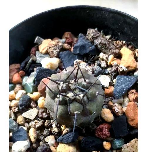 仙人球变黑的原因是什么？如何进行救治？
