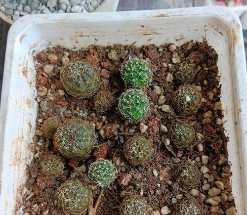 仙人球变黑的原因是什么？如何进行救治？
