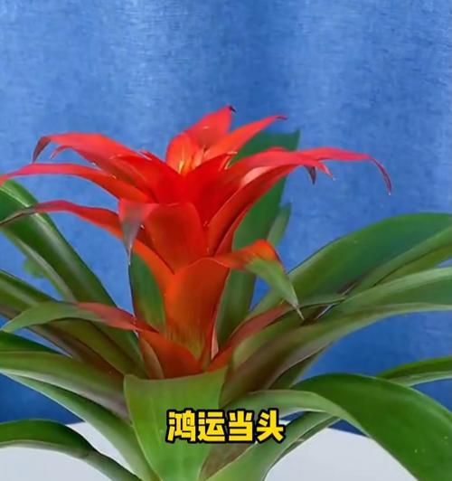 鸿运当头开完花后应该怎么做？如何让它再次开花？