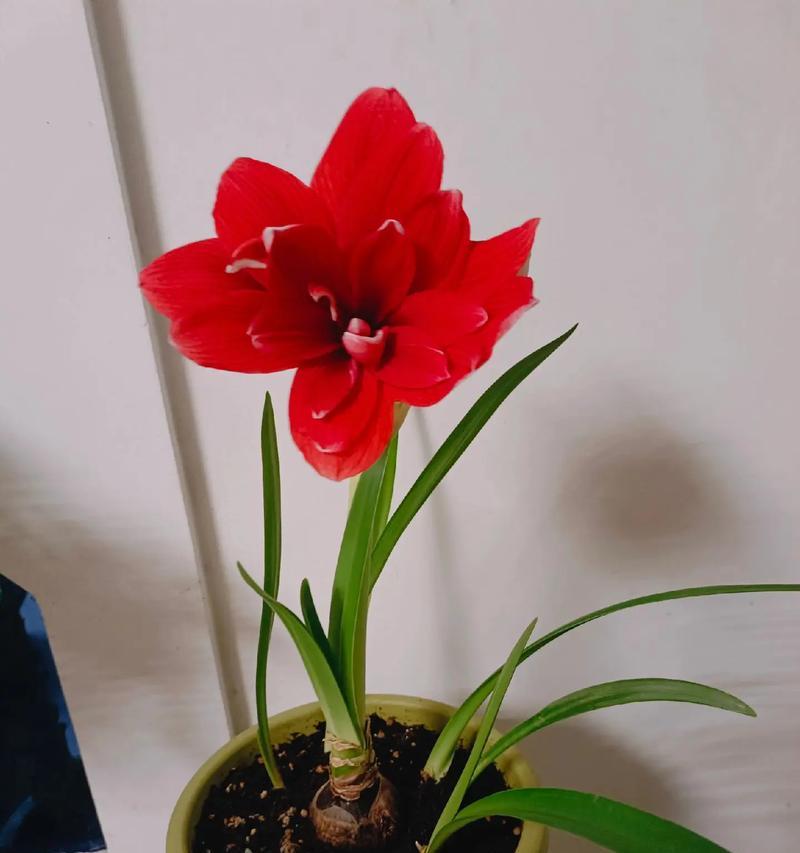 鸿运当头开完花后应该怎么做？如何让它再次开花？