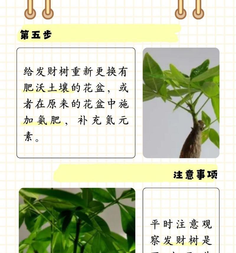 发财树黄叶的原因是什么？如何预防和处理？