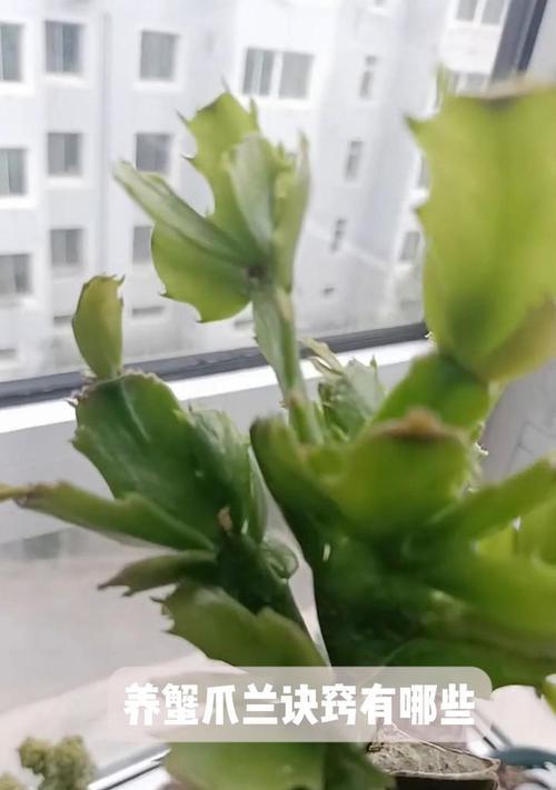 懈爪兰养殖的常见问题有哪些？