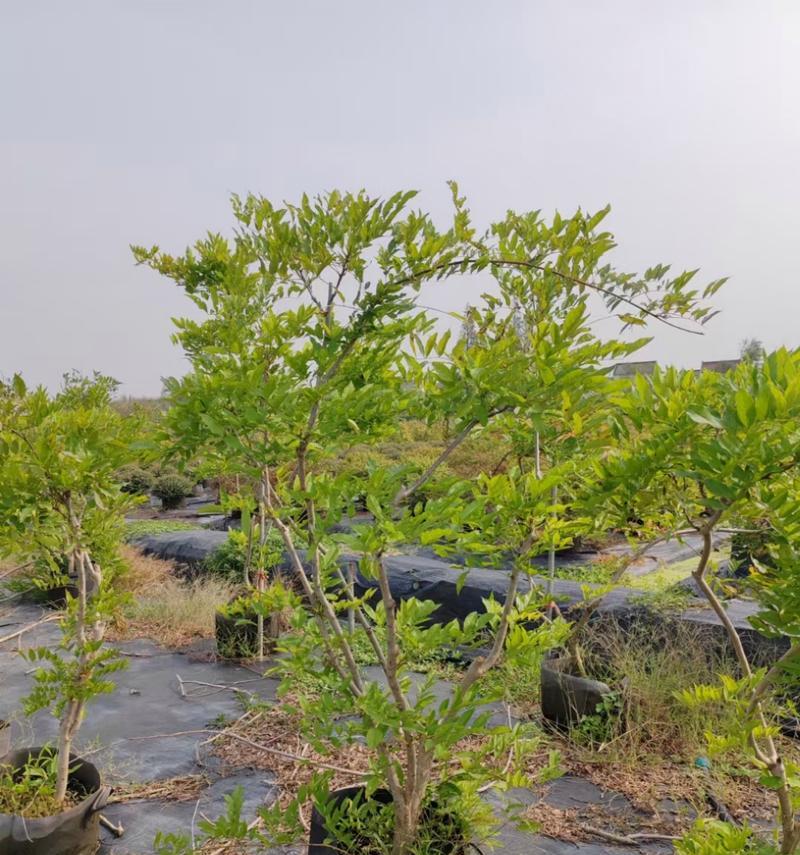 紫藤怎么种植？种植紫藤的步骤和要点是什么？