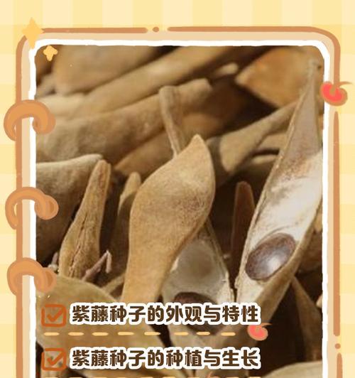 紫藤怎么种植？种植紫藤的步骤和要点是什么？