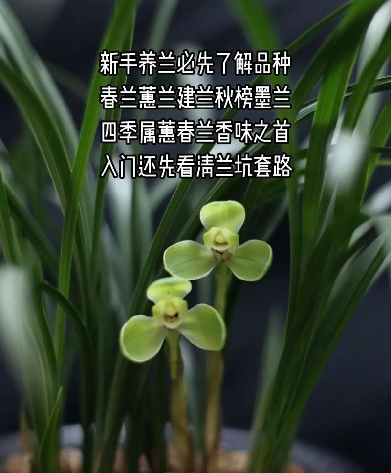 家庭适合养哪种兰花？如何挑选和养护兰花？