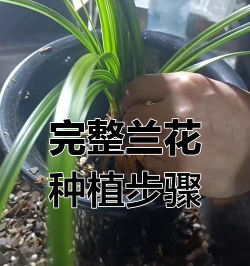 家庭适合养哪种兰花？如何挑选和养护兰花？