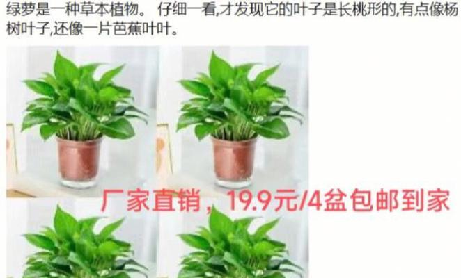 绿萝的特征是什么？绿萝的主要特征有哪些？