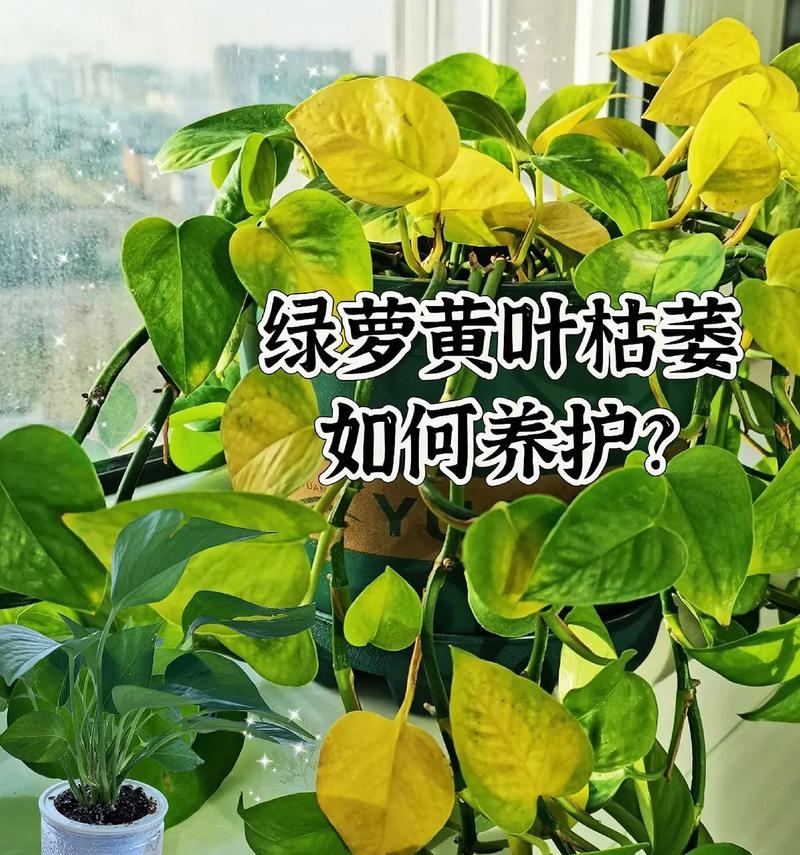 绿萝的特征是什么？绿萝的主要特征有哪些？