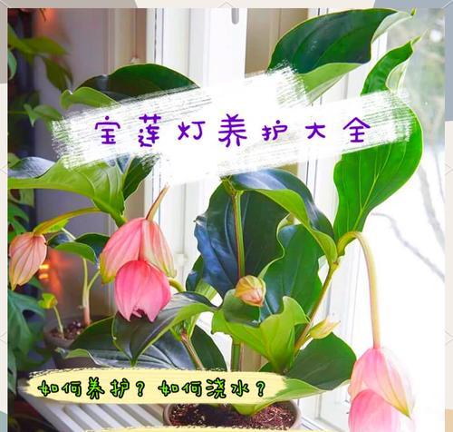 宝莲灯花的浇水技巧是什么？