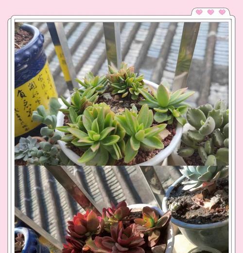 火祭植物的繁殖技巧和常见问题是什么？