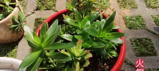 火祭植物的繁殖技巧和常见问题是什么？