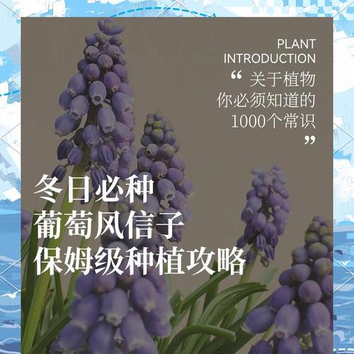 风信子发芽后应该如何管理？如何促进风信子的健康生长？