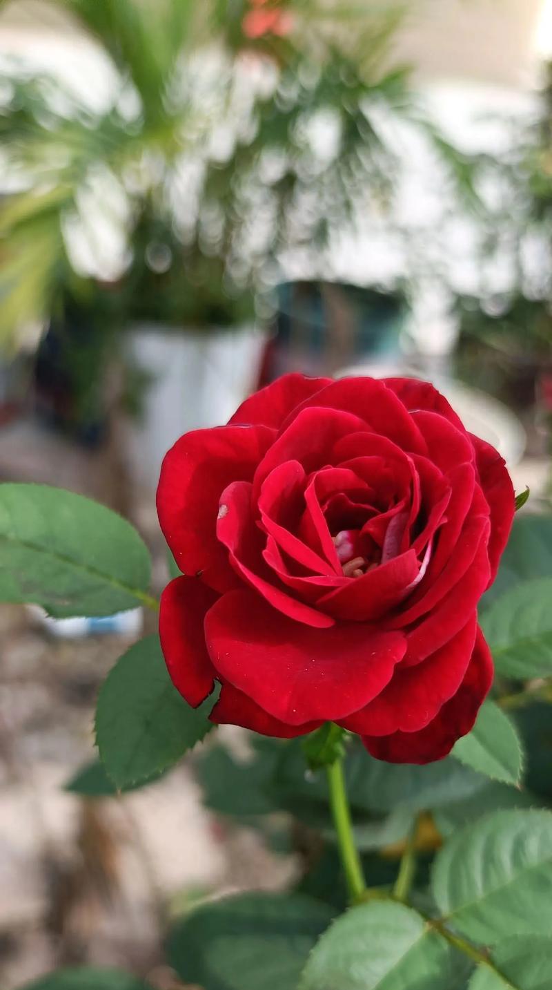 秋季有哪些花卉会开花？它们的养护技巧是什么？