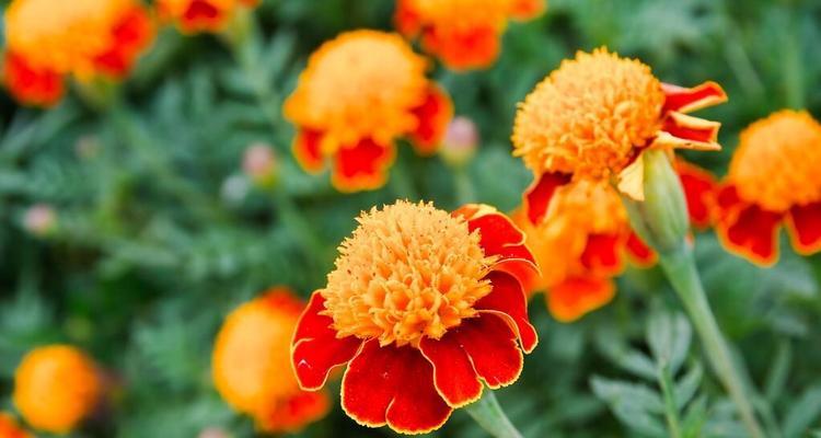 秋季有哪些花卉会开花？它们的养护技巧是什么？