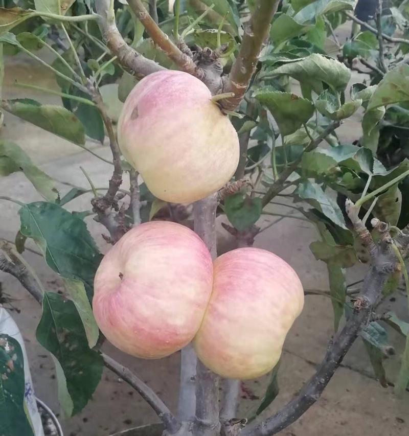 盆栽苹果树是矮化品种吗？矮化苹果树的特点是什么？