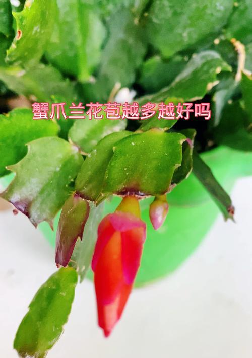 蟹爪兰种子播种技巧是什么？需要多久发芽？