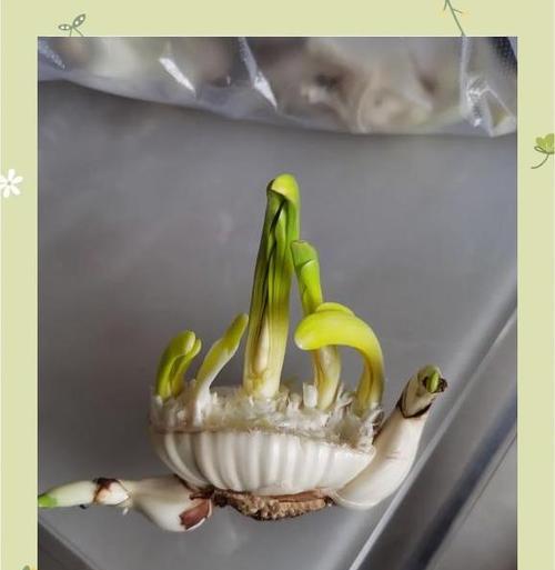 水仙花的繁殖方法有哪些？水仙球茎如何正确种植？