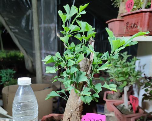 银杏树盆景老桩需要使用生根剂吗？