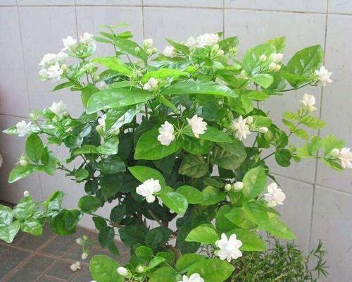 盆栽茉莉过冬需要哪些特别照顾？
