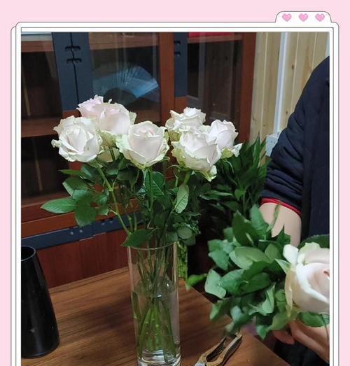 玫瑰鲜花的正确养护方法是什么？如何延长其花期？
