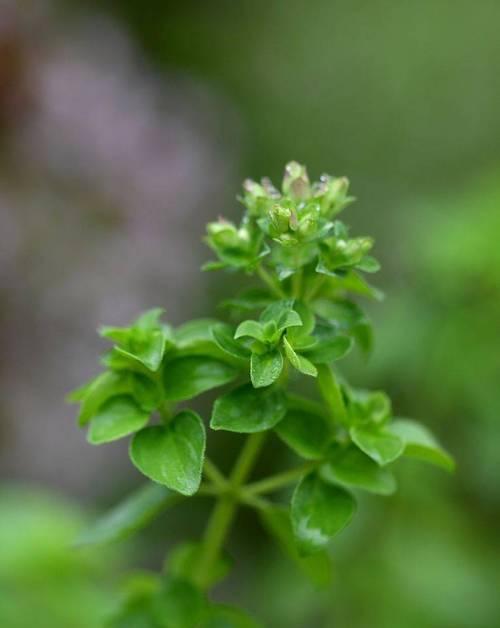 牛至的种植条件是什么？如何确保牛至生长旺盛？