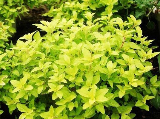 牛至的种植条件是什么？如何确保牛至生长旺盛？