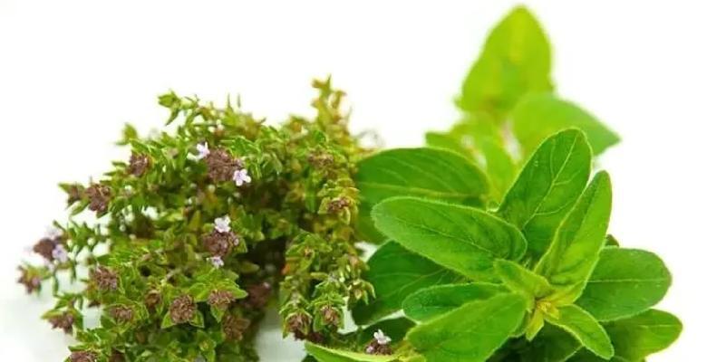 牛至的种植条件是什么？如何确保牛至生长旺盛？