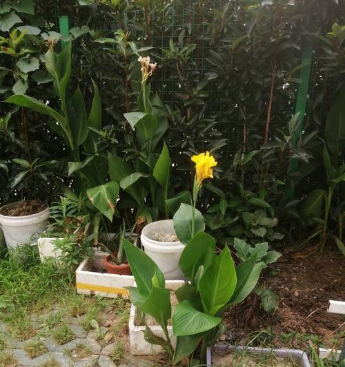 美人蕉的开花季节是什么时候？如何促进美人蕉按时开花？