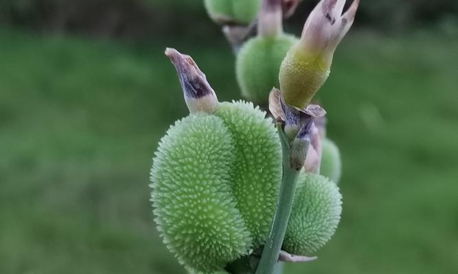 美人蕉的开花季节是什么时候？如何促进美人蕉按时开花？