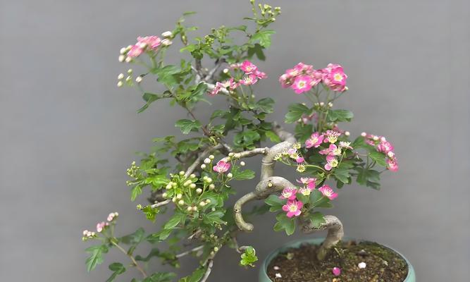 山楂树盆景品种选择与养护技巧是什么？