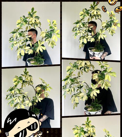 鹅掌木怎么养？鹅掌木的日常护理和繁殖技巧是什么？