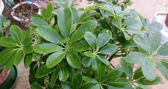 鹅掌木怎么养？鹅掌木的日常护理和繁殖技巧是什么？
